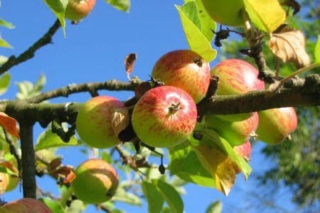 Apfelbaum